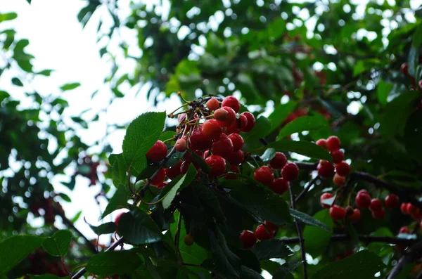 Rote Und Süßkirschen Auf Einem Zweig Kurz Vor Der Ernte — Stockfoto