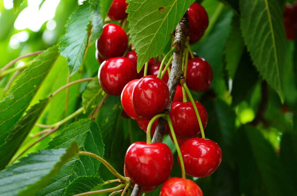 Красные и сладкие вишни на ветке прямо перед сбором урожая в начале лета крупным планом
