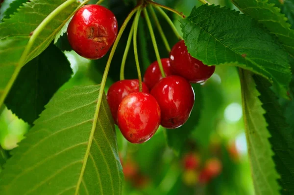 Cerejas Vermelhas Doces Ramo Pouco Antes Colheita Início Verão Fechar — Fotografia de Stock