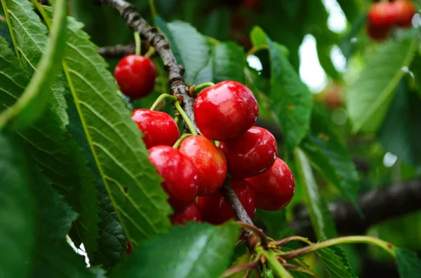 Red Sweet Cherries Branch Just Harvest Early Summer Close — Stock Photo, Image