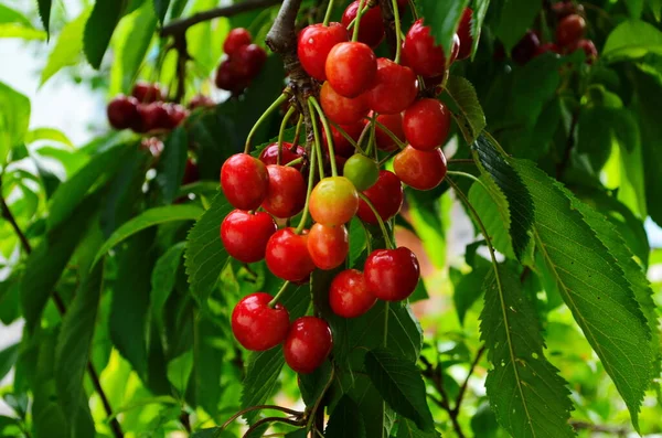 Red Sweet Cherries Branch Just Harvest Early Summer Close — Stock Photo, Image