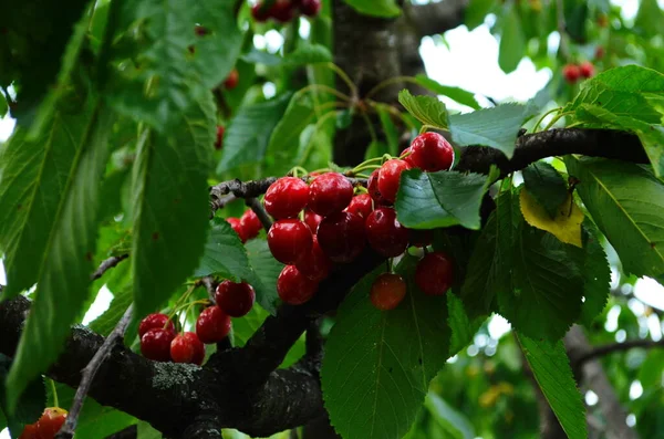 Cerejas Vermelhas Doces Ramo Pouco Antes Colheita Início Verão Fechar — Fotografia de Stock