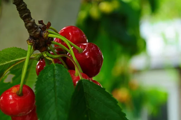 Cerejas Vermelhas Doces Ramo Pouco Antes Colheita Início Verão Fechar — Fotografia de Stock