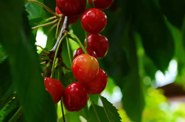 Red and sweet cherries on a branch just before harvest in early summer — Stock Photo, Image