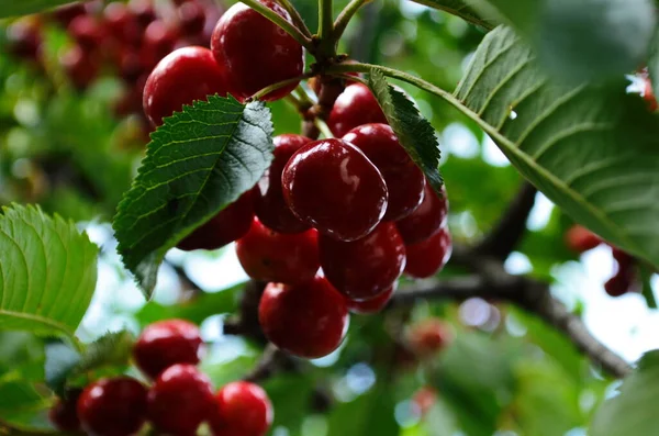 Cerejas vermelhas e doces em um ramo pouco antes da colheita no início do verão — Fotografia de Stock