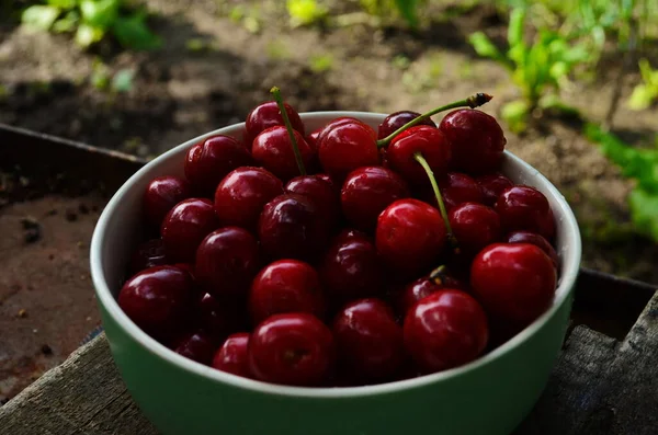 Red ripe cherries in a green plate in the garden — Stock Photo, Image