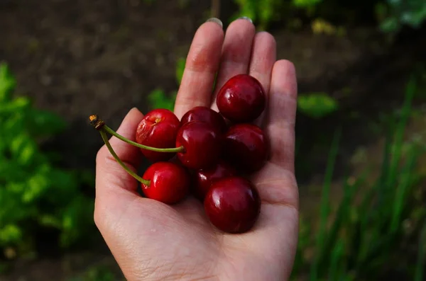 Röda mogna körsbär i en kvinnlig hand i trädgården — Stockfoto