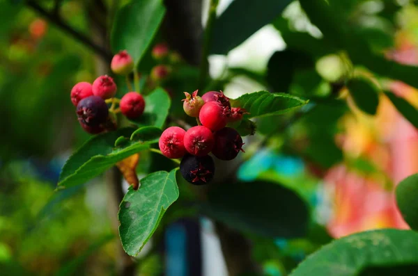 Nahaufnahme Der Beere Von Der Amelanchier Lamarckii Auch Juniebeere Serranceberry — Stockfoto