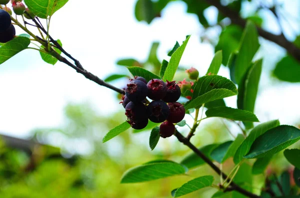 Nahaufnahme Der Beere Von Der Amelanchier Lamarckii Auch Juniebeere Serranceberry — Stockfoto