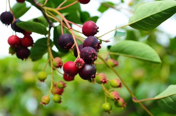 Amelanchier lamarckii 'den Berry' nin yakın çekimi, aynı zamanda Juneberry, Serviceberry veya Shadbush olarak da bilinir, baharda çiçek açar.