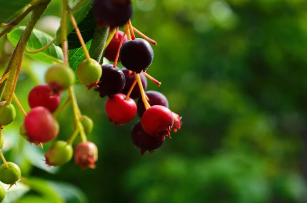 Close Berry Lamarckii Amelanchier Também Chamado Juneberry Serviceberry Shadbush Florescendo — Fotografia de Stock