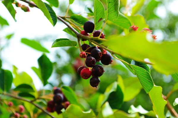 Közelkép Berry Amelanchier Lamarckii Más Néven Juneberry Szerpentin Vagy Árnyékbokor — Stock Fotó