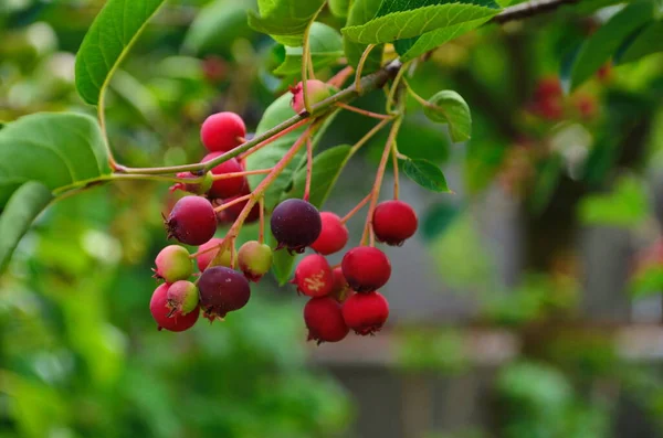 Közelkép Berry Amelanchier Lamarckii Más Néven Juneberry Szerpentin Vagy Árnyékbokor — Stock Fotó