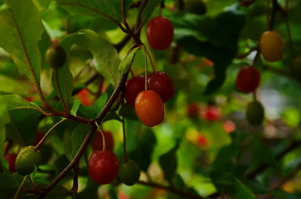 Elaeagnus Multiflora Colorful Fruits Brilliant Red — Stock Photo, Image