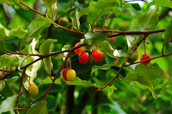 Elaeagnus Multiflora Frutos Coloridos Vermelho Brilhante — Fotografia de Stock