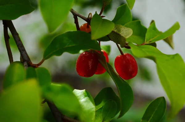 Elaeagnus Multiflora Frutos Coloridos Vermelho Brilhante — Fotografia de Stock
