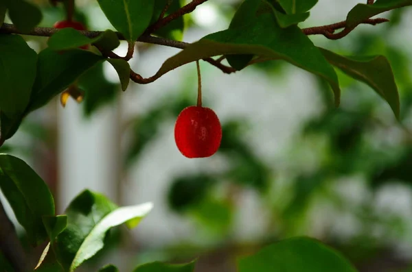 Elaeagnus Multiflora Frutas Coloridas Rojo Brillante —  Fotos de Stock