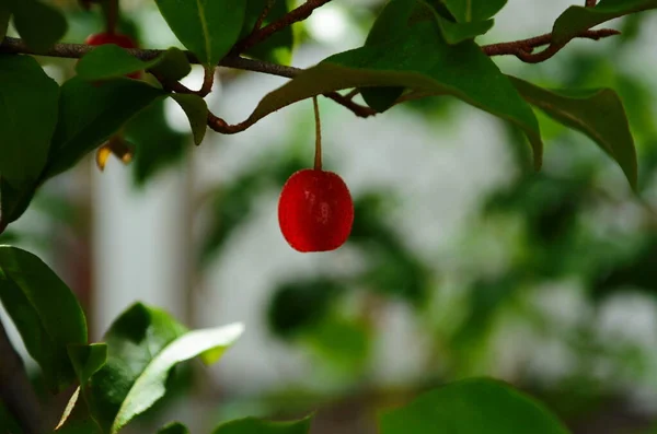 Elaeagnus Multiflora Frutos Coloridos Vermelho Brilhante — Fotografia de Stock