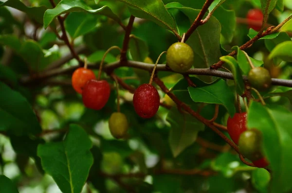Elaeagnus Multiflora Színes Gyümölcsök Ragyogó Vörös — Stock Fotó