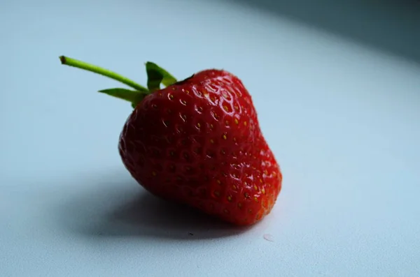 Ernte Frischer Reifer Großer Roter Erdbeeren Holländischen Gewächshaus — Stockfoto