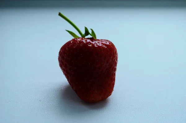 네덜란드 온실에서 커다란 딸기를 수확하는 — 스톡 사진