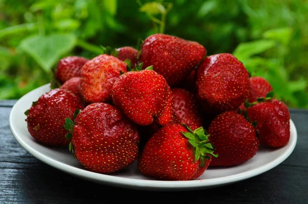 Ernte Frischer Reifer Großer Roter Erdbeeren Holländischen Gewächshaus — Stockfoto