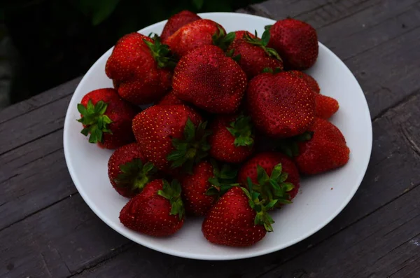 Ernte Frischer Reifer Großer Roter Erdbeeren Holländischen Gewächshaus — Stockfoto