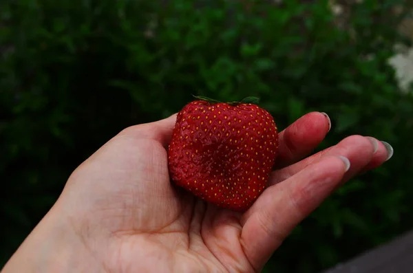 Colheita Morango Vermelho Grande Maduro Fresco Estufa Holandesa — Fotografia de Stock