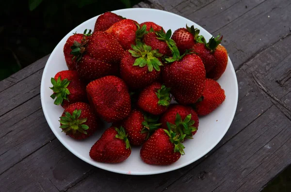 Ernte Frischer Reifer Großer Roter Erdbeeren Holländischen Gewächshaus — Stockfoto