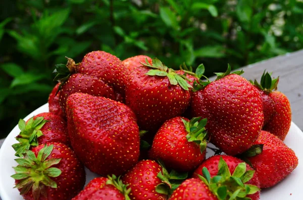 Colheita Morango Vermelho Grande Maduro Fresco Estufa Holandesa — Fotografia de Stock