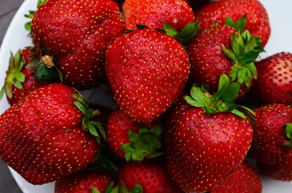 Ernte Frischer Reifer Großer Roter Erdbeeren Holländischen Gewächshaus — Stockfoto