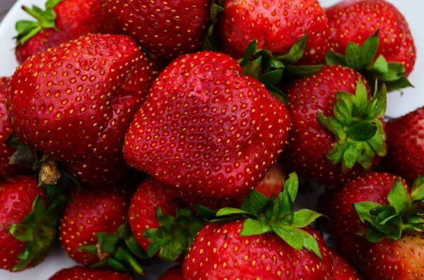 Ernte Frischer Reifer Großer Roter Erdbeeren Holländischen Gewächshaus — Stockfoto