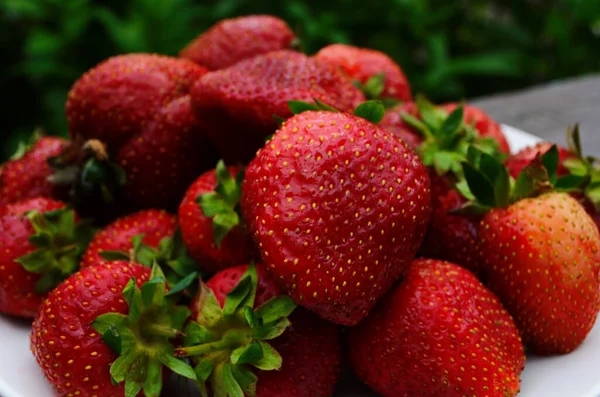 Ernte Frischer Reifer Großer Roter Erdbeeren Holländischen Gewächshaus — Stockfoto