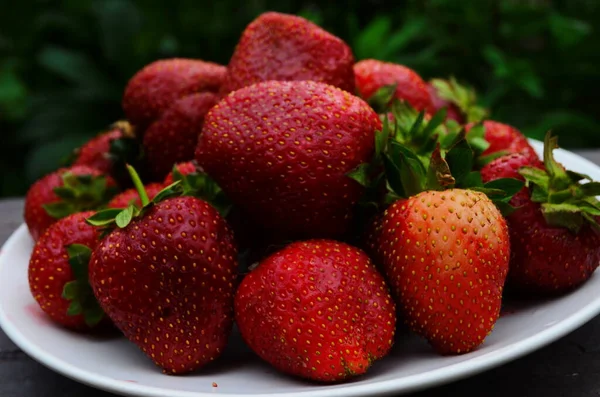 Ernte Frischer Reifer Großer Roter Erdbeeren Holländischen Gewächshaus — Stockfoto