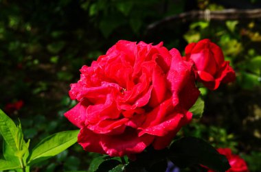 Kırmızı Gül Bush bir bahçe. Rusya.