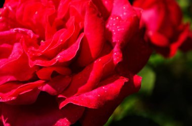 Kırmızı Gül Bush bir bahçe. Rusya.