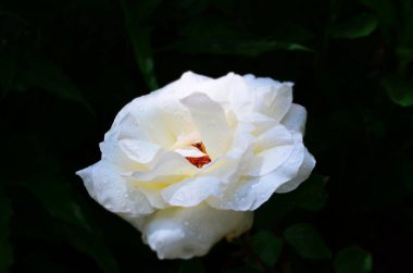 Güzel, kusursuz, beyaz, çiçek kafalı.