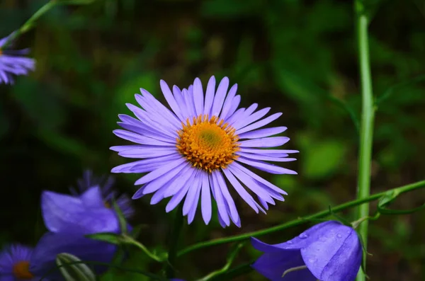 Aster nova-angliae, Purple Dome, Asteraceae ailesi.