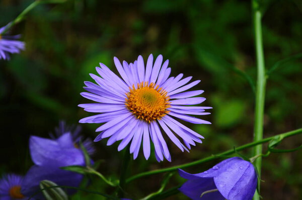 Aster novae-angliae , Purple Dome, Asteraceae family