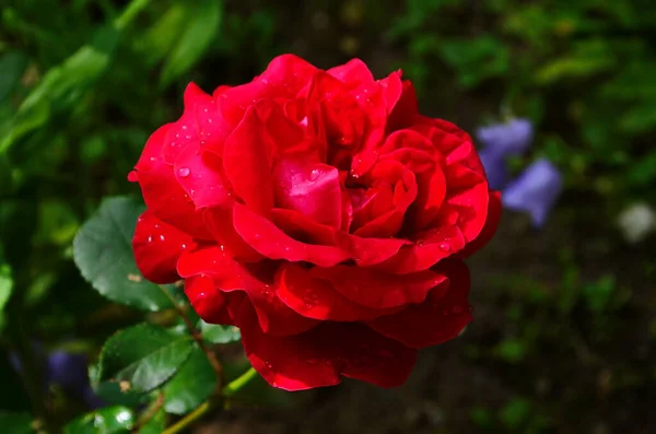 Rosas Vermelhas Arbusto Jardim Rússia — Fotografia de Stock