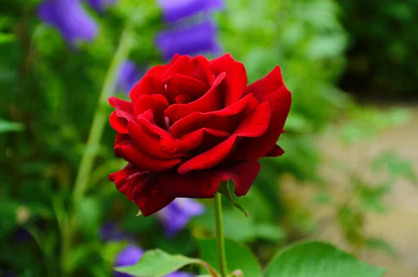花园里灌木上的红玫瑰 俄罗斯 — 图库照片