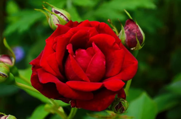 Rote Rosen Einem Strauch Einem Garten Russland — Stockfoto