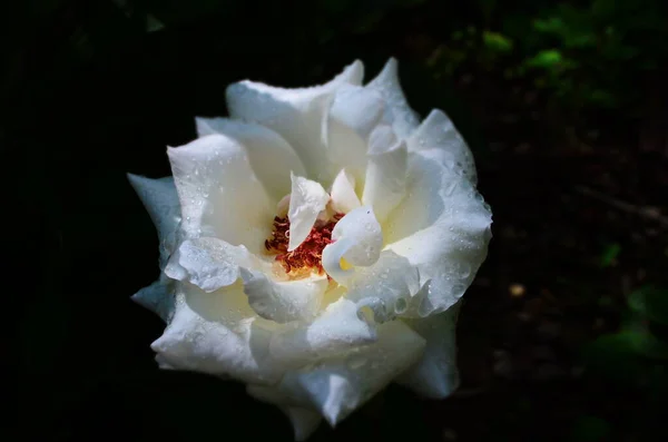 Belle Fleur Blanche Parfaite Rose Tête — Photo