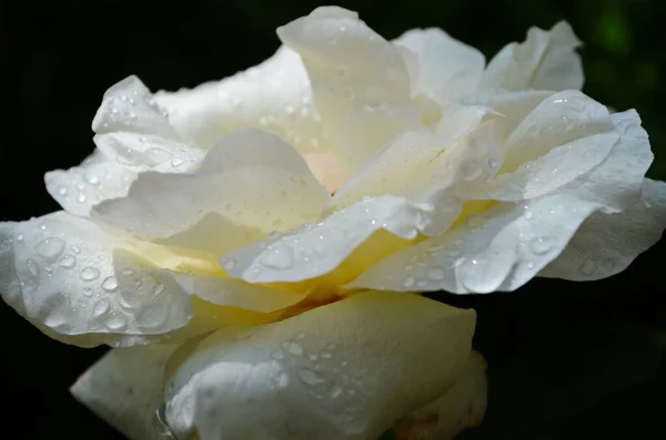 Belle Fleur Blanche Parfaite Rose Tête — Photo
