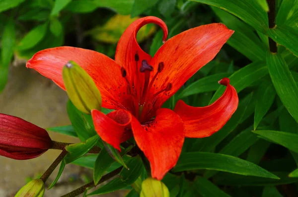 Vacker Lily Blomma Gröna Blad Bakgrund Lilium Longiflorum Blommor Trädgården — Stockfoto