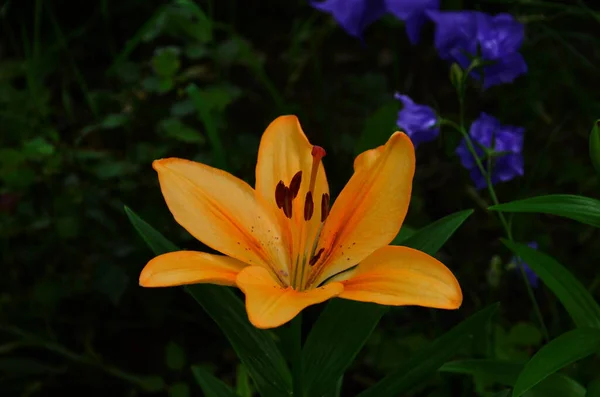 Linda Flor Lírio Fundo Folhas Verdes Lilium Longiflorum Flores Jardim — Fotografia de Stock