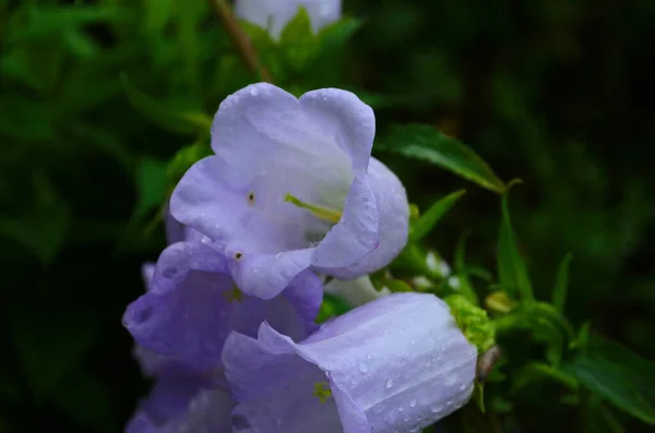庭の緑の草の間で夏に花壇に繊細な青い鐘の花 — ストック写真