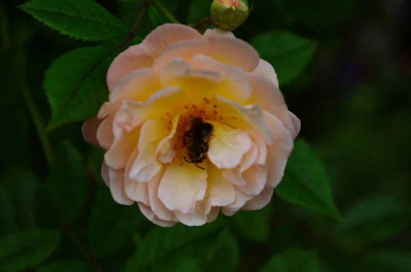 Beautiful Bushy Beige Roses Close — Stock Photo, Image