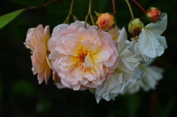 Belles Roses Beiges Buissonnantes Gros Plan — Photo