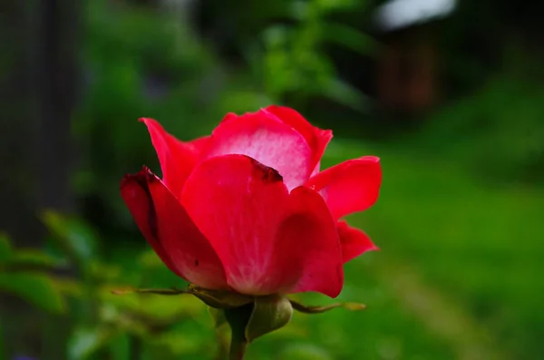 庭の茂みに赤いバラ 閉めて — ストック写真